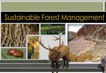 Sustainable Forest Management