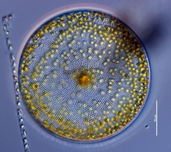Image of Coscinodiscus centralis from the Phyto'Paedia project