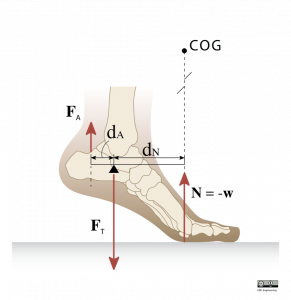 Figure of a centre of gravity on a foot from OER Mechanics project (CC BY UBC Engineering.